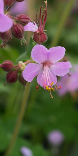 GERANIUM macrorrhizum 'Ingwersen's Variety'