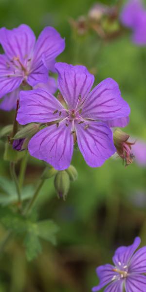 GERANIUM maculatum