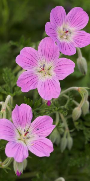 GERANIUM  magniflorum