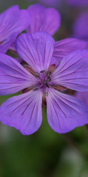 GERANIUM malviflorum