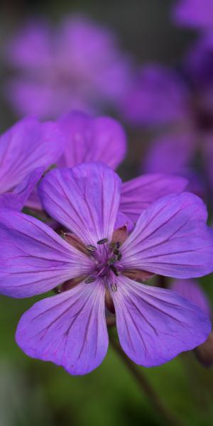 GERANIUM malviflorum