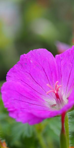 GERANIUM sanguineum 'Max Frei'