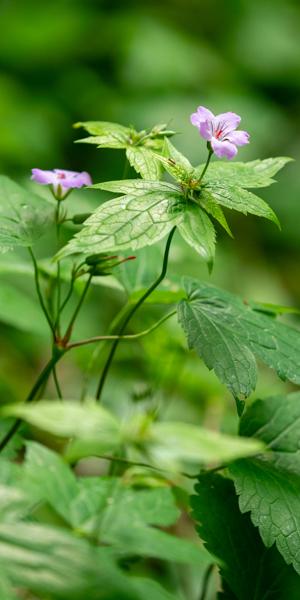 Geranium nodosum