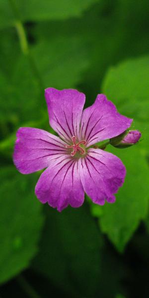 GERANIUM nodosum