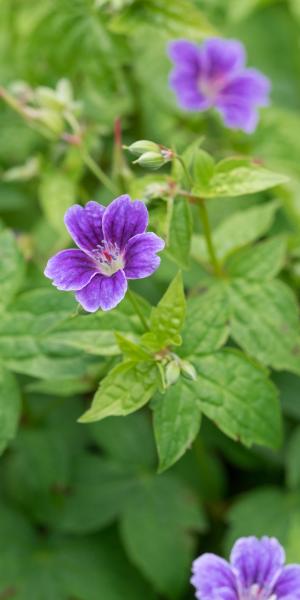 GERANIUM nodosum 'Clos du Coudray'