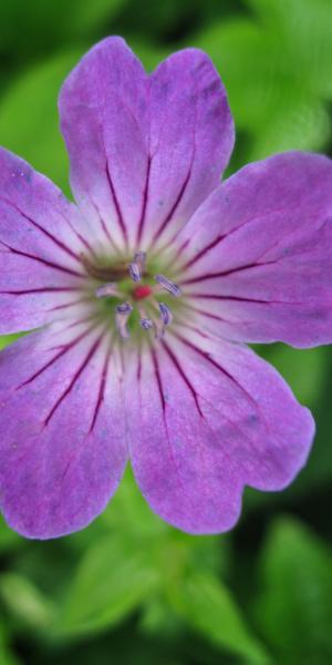 GERANIUM nodosum 'Dark Form'