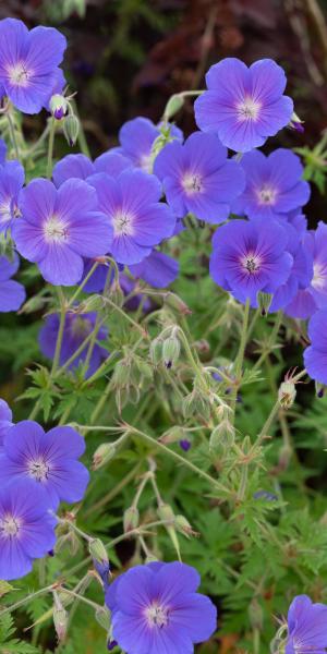 GERANIUM 'Orion' 