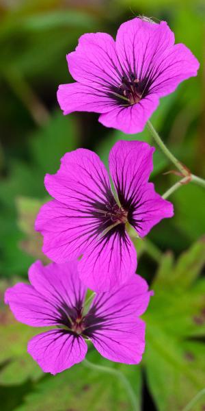 GERANIUM 'Patricia'  