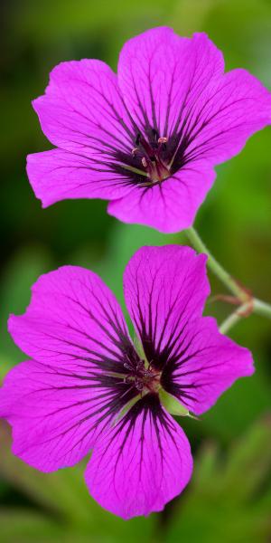 GERANIUM 'Patricia'