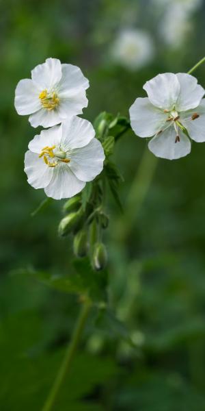 GERANIUM phaeum 'Album'