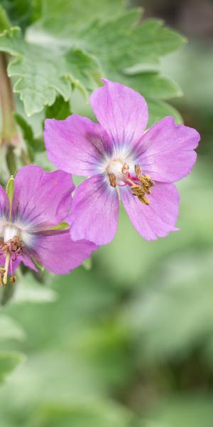 GERANIUM phaeum 'Alec's Pink'