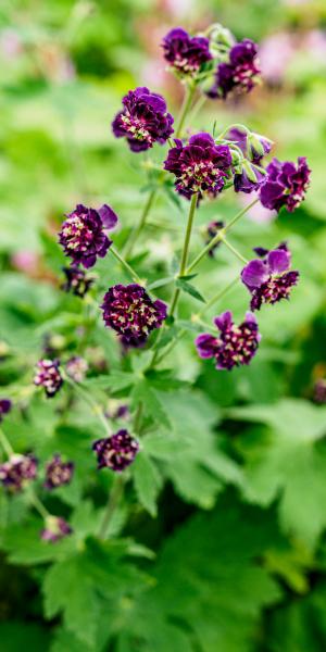 GERANIUM phaeum 'Joseph Green'