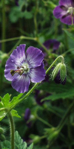 GERANIUM phaeum 'Lilac'