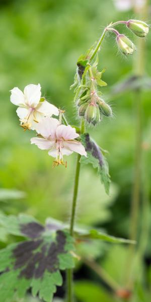 Geranium phaeum 'Misty Samobor'