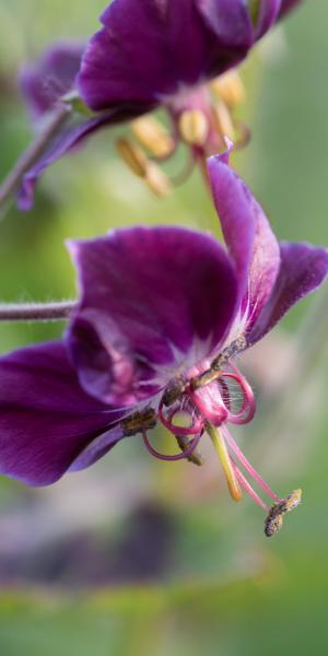 GERANIUM phaeum var. phaeum 'Samobor'