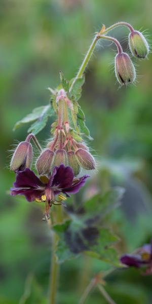 GERANIUM phaeum var. phaeum 'Samobor'