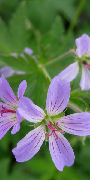 GERANIUM 'Prelude'