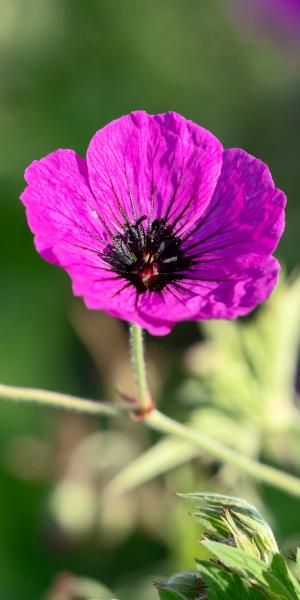 GERANIUM psilostemon