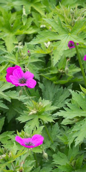 GERANIUM psilostemon