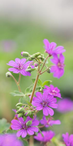 GERANIUM pyrenaicum 'Bill Wallis'