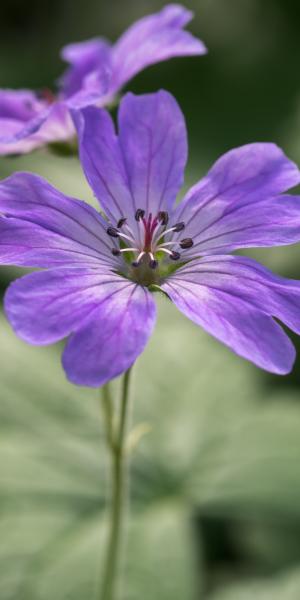 GERANIUM pyrenaicum 'Isparta'