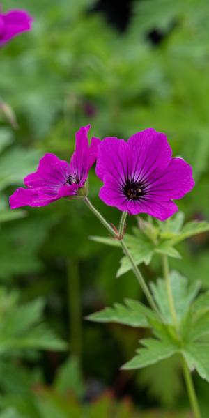 Geranium 'Red Admiral'