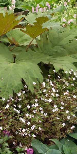 GERANIUM robertianum 'Album'