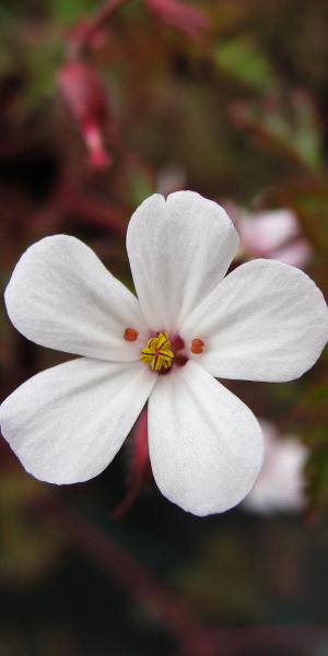 GERANIUM robertianum 'Album'