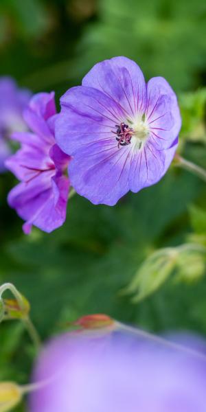 GERANIUM 'Rozanne' 