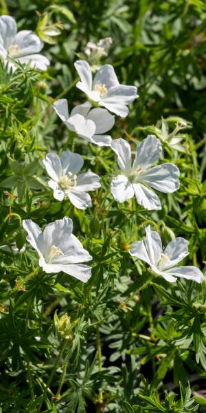 Geranium sanguineum 'Album'