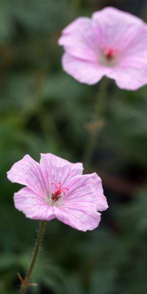 GERANIUM sanguineum var. striatum 