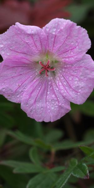 GERANIUM sanguineum var. striatum 