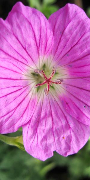 GERANIUM 'Sheilah Hannay'