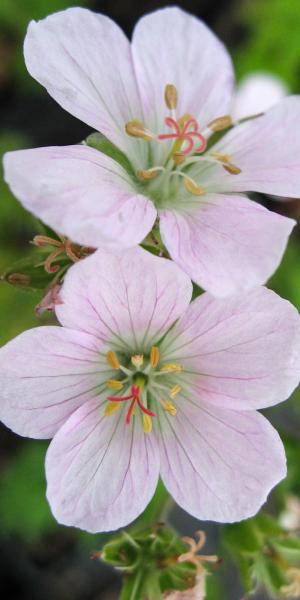 GERANIUM sylvaticum 'Hilary'