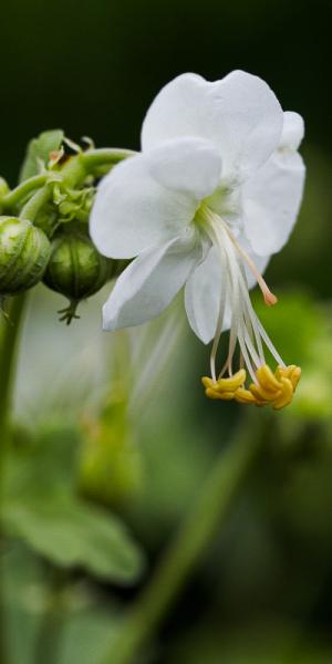 GERANIUM macrorrhizum 'White-Ness'