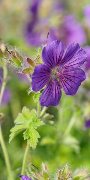 GERANIUM x magnificum