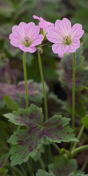 GERANIUM x oxonianum 'Walter's Gift'