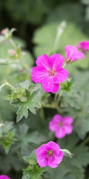 GERANIUM x riversleaianum 'Russell Prichard'