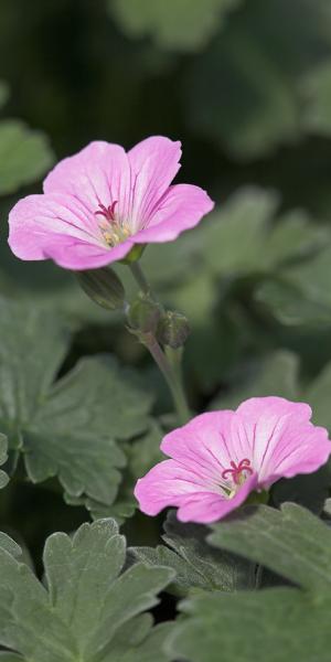 GERANIUM 'Mavis Simpson' 