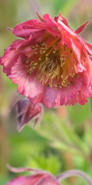 GEUM Bell Bank