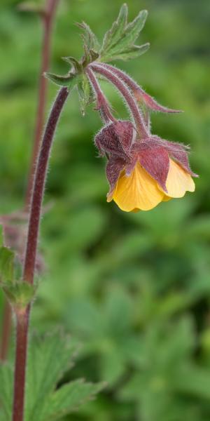 GEUM 'Bremner's Nectarine'