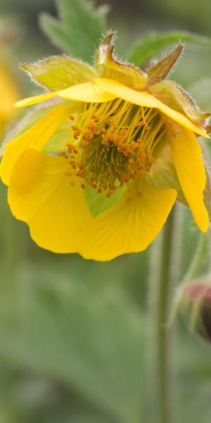 GEUM 'Bremner's Nectarine'