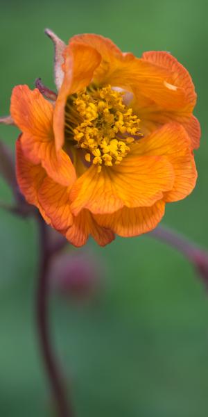 GEUM 'Hannay's'