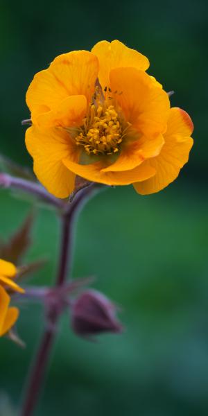 GEUM 'Karlskaer'