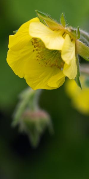 GEUM 'Lisanne'