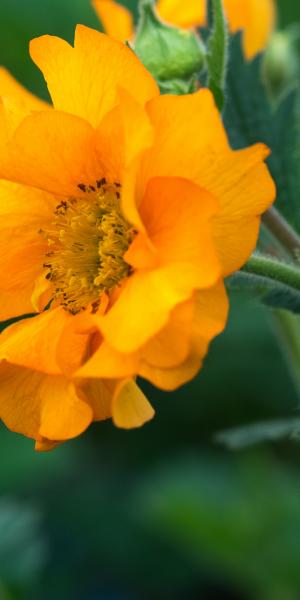 GEUM 'Mandarin'