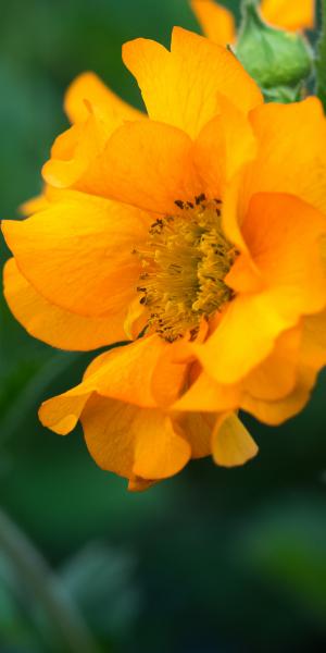 GEUM 'Mandarin'