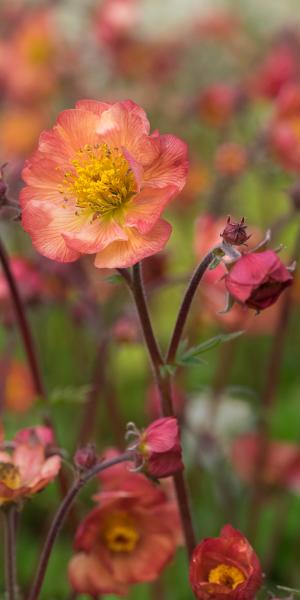 GEUM 'Mango Lassi'