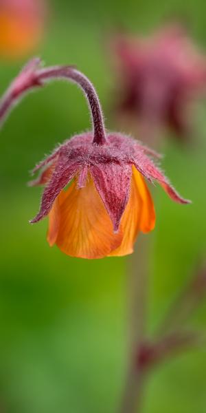 GEUM 'Marmalade'