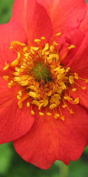 GEUM 'Mrs. J. Bradshaw'